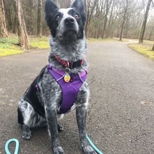 Purple Ruffwear Harness
